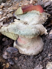 Rubroboletus