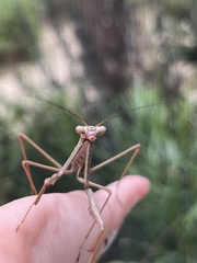 Archimantis latistyla