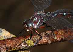 Austroaeschna eungella