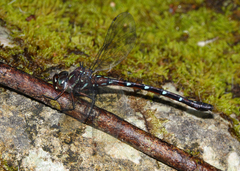 Austroaeschna eungella