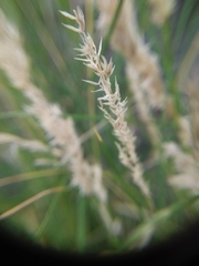 Poaceae