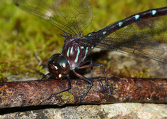 Austroaeschna eungella