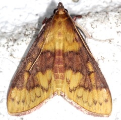 Pyraloidea