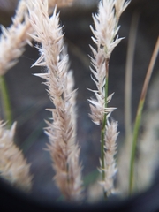 Poaceae