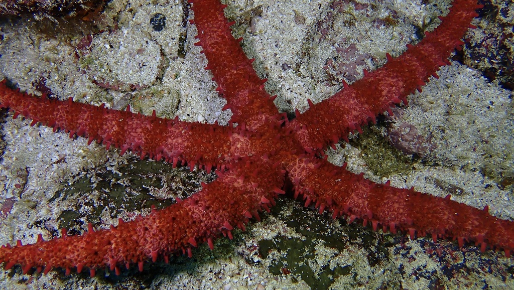 Mithrodia bradleyi