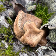 Trichoderma peltatum