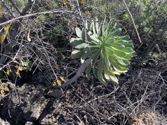 Aeonium urbicum image