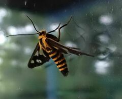 Eressa rhysoptila