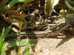 Lampropholis guichenoti