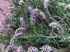 Heliotropium curassavicum