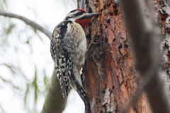 Sphyrapicus varius × nuchalis