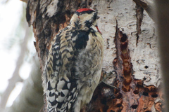 Sphyrapicus varius × nuchalis
