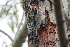 Sphyrapicus varius × nuchalis