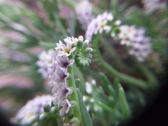 Heliotropium curassavicum