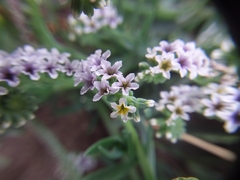 Heliotropium curassavicum