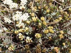 Pimelea oreophila