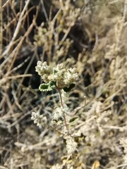 Aloysia