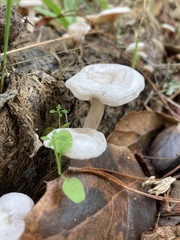 Hygrophorus eburneus
