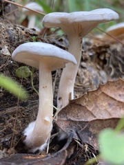Hygrophorus eburneus