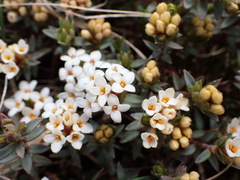 Pimelea oreophila