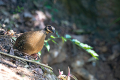 Arborophila brunneopectus