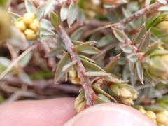 Pimelea oreophila