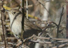 Troglodytes aedon parkmanii