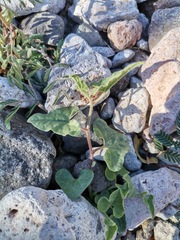 Aristolochia wrightii