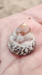 Bembicium nanum