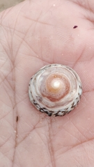 Bembicium nanum