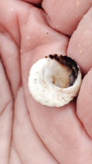 Bembicium nanum