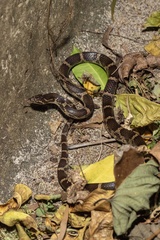 Lycodon rufozonatus walli