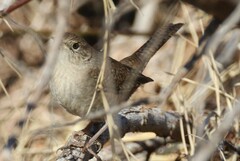 Troglodytes aedon parkmanii
