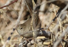 Troglodytes aedon parkmanii