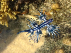Glaucus atlanticus