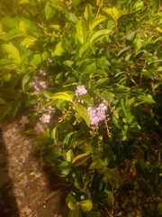 Duranta