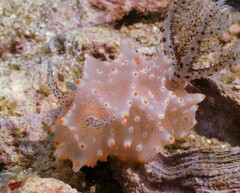 Halgerda batangas