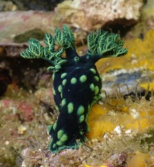 Nembrotha cristata