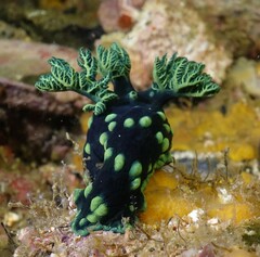 Nembrotha cristata