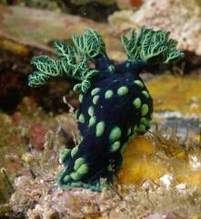 Nembrotha cristata