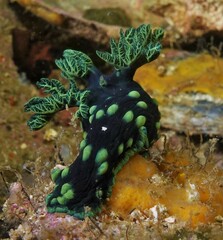 Nembrotha cristata