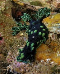 Nembrotha cristata