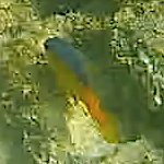 Stegastes flavilatus