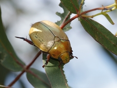 Anoplognathus olivieri