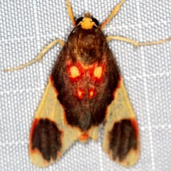 Symphlebia