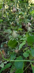 Hibiscus surattensis