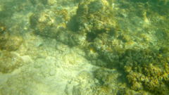 Stegastes flavilatus