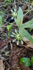 Hibiscus surattensis