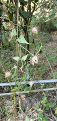Hibiscus surattensis