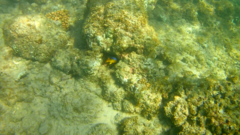 Stegastes flavilatus